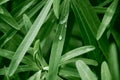 Water drop on green grass. Royalty Free Stock Photo