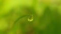 Water drop green grass after rain Royalty Free Stock Photo