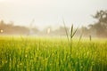 Water drop on green grass Royalty Free Stock Photo