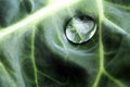 Water drop on a green leaf Royalty Free Stock Photo
