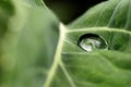 Water drop on a green leaf Royalty Free Stock Photo