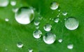 Water drop on green leaf