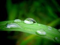 water drop on green leaf Royalty Free Stock Photo