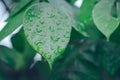 Water drop on green leaf background