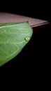 water drop and green leaf Royalty Free Stock Photo