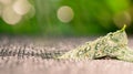 Water drop from green leaf with natural background after rain Royalty Free Stock Photo