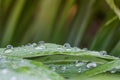 Water drop on green leaf and blur background Royalty Free Stock Photo