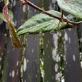 water drop green leaf branch Royalty Free Stock Photo