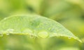 Water drop on green leaf close up after rain Royalty Free Stock Photo