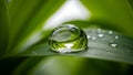 Water Drop on Green Leaf Royalty Free Stock Photo