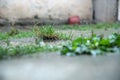 Water drops on the green grass background with reflection in the water . Large rain drops fall to the ground. Rainy Royalty Free Stock Photo