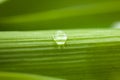 Water drop on green leaf