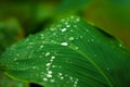 Water drop on green leaf. Garden plant leaf after the rain. Morning dew on plant leaf. Royalty Free Stock Photo