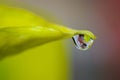 Water Drop from a green leaf Royalty Free Stock Photo