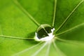 Water drop on green leaf Royalty Free Stock Photo