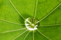 Water drop on green leaf Royalty Free Stock Photo