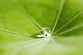 Water drop on green leaf Royalty Free Stock Photo
