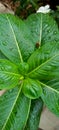 Water drop on the green leaf after rain Royalty Free Stock Photo