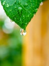 Water drop green leaf after rain Royalty Free Stock Photo