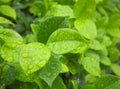 green leaf on raining day Royalty Free Stock Photo