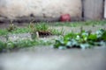 Water drops on the green grass background with reflection in the water . Large rain drops fall to the ground. Rainy weather with Royalty Free Stock Photo