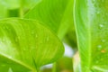 Water drop on green leav Royalty Free Stock Photo