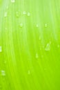 Green leaves, water drop on green leaves. Royalty Free Stock Photo