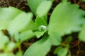 Water drop on green leaves