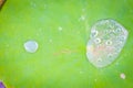 Water drop on green lotus Royalty Free Stock Photo