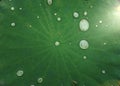 Water drop on green lotus leaf, lotus leaf details Royalty Free Stock Photo