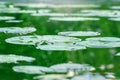 Water drop on green lotus leaf in the lake with morning sunlight, green wallpaper Royalty Free Stock Photo