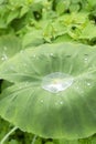 water drop on lotus leaf after rain