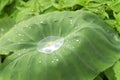 water drop on lotus leaf after rain Royalty Free Stock Photo