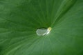 Water drop on green lotus leaf after rain Nelumbo nucifera. Beautiful leaf texture in nature Royalty Free Stock Photo