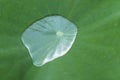 Water drop on green lotus leaf after rain (Nelumbo nucifera). Beautiful leaf texture in nature Royalty Free Stock Photo