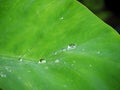 Water drop on green lotus leaf.