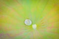 Water drop on green lotus Royalty Free Stock Photo