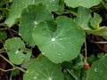 Water drop on green nasturtium plant leaf Royalty Free Stock Photo