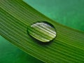 Water drop on green striped leaf. Macro