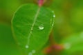 Water drop on a green wet leaf after rain Royalty Free Stock Photo