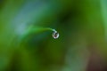 Water drop hanging form the tip of a grass leaf with blurred background and copy space, selective focus Royalty Free Stock Photo