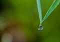 Water drop hanging form the tip of a grass leaf with blurred background and copy space, selective focus Royalty Free Stock Photo