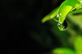 A Water drop hanging on leave Royalty Free Stock Photo