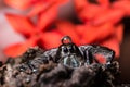 Water drop on head black Jumping Spider Hyllus Royalty Free Stock Photo