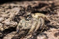 Water drop on head jumping spider Hyllus on a dry bark Royalty Free Stock Photo