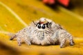 Water drop on head jumping spider Hyllus on a yellow leaf Royalty Free Stock Photo