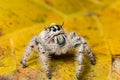 Water drop on head jumping spider Hyllus on a yellow leaf Royalty Free Stock Photo