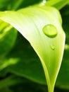 Water drop idling on the leaf surface