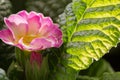 Water drop inside a flower of Primula Primera