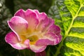 Water drop inside a flower of Primula Primera